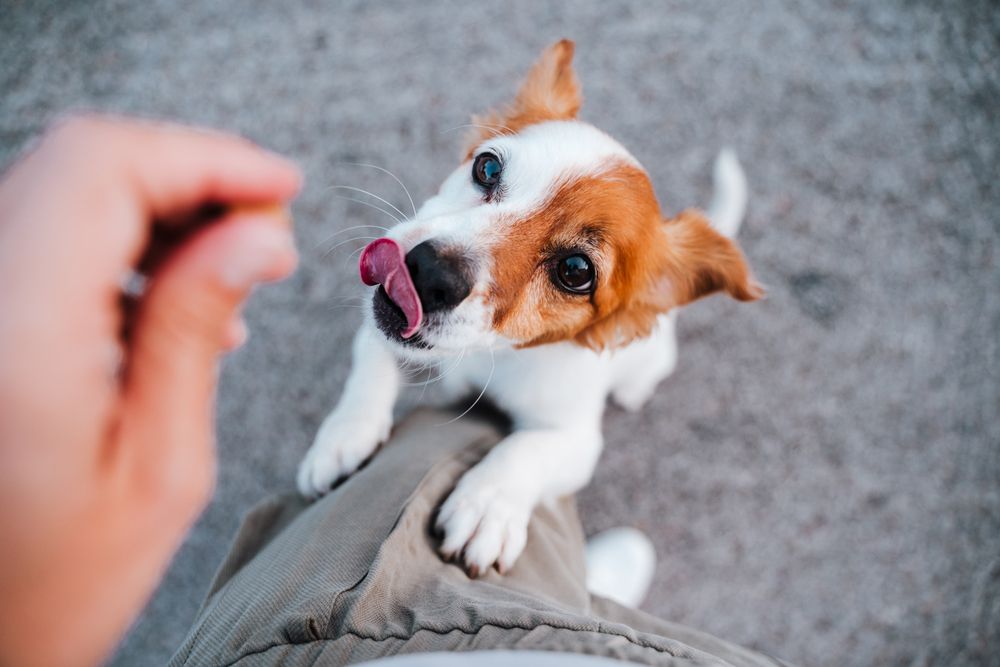 jack russell aggrappato a una gamba aspetta un biscottino