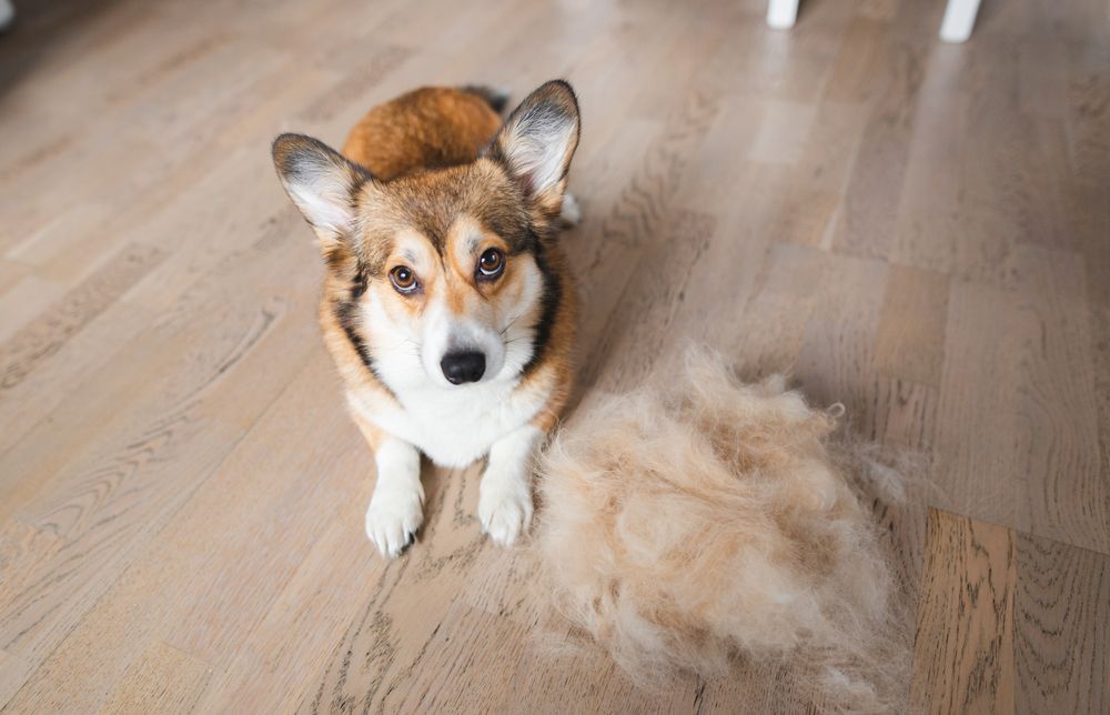 cane corgi sul pavimento con cumulo di peli affianco