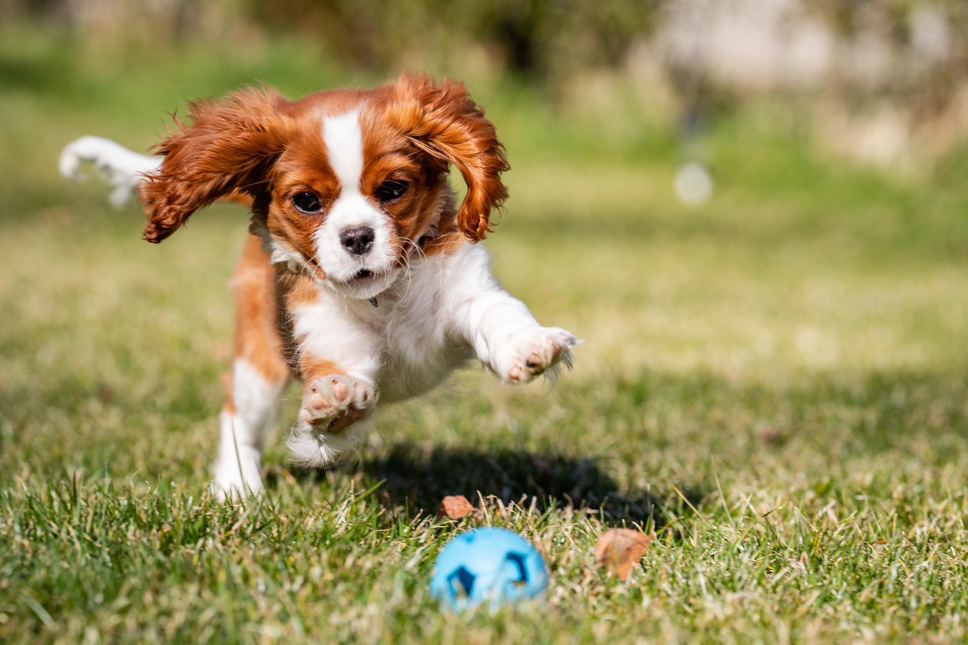 cane corre dietro a pallina