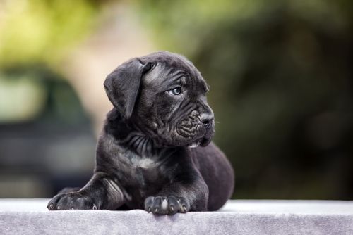 cucciolo di cane corso