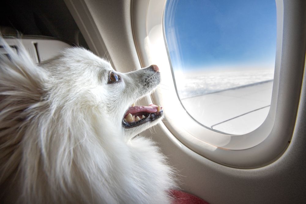 Volpino che guarda paesaggio dal finestrino dell’aereo