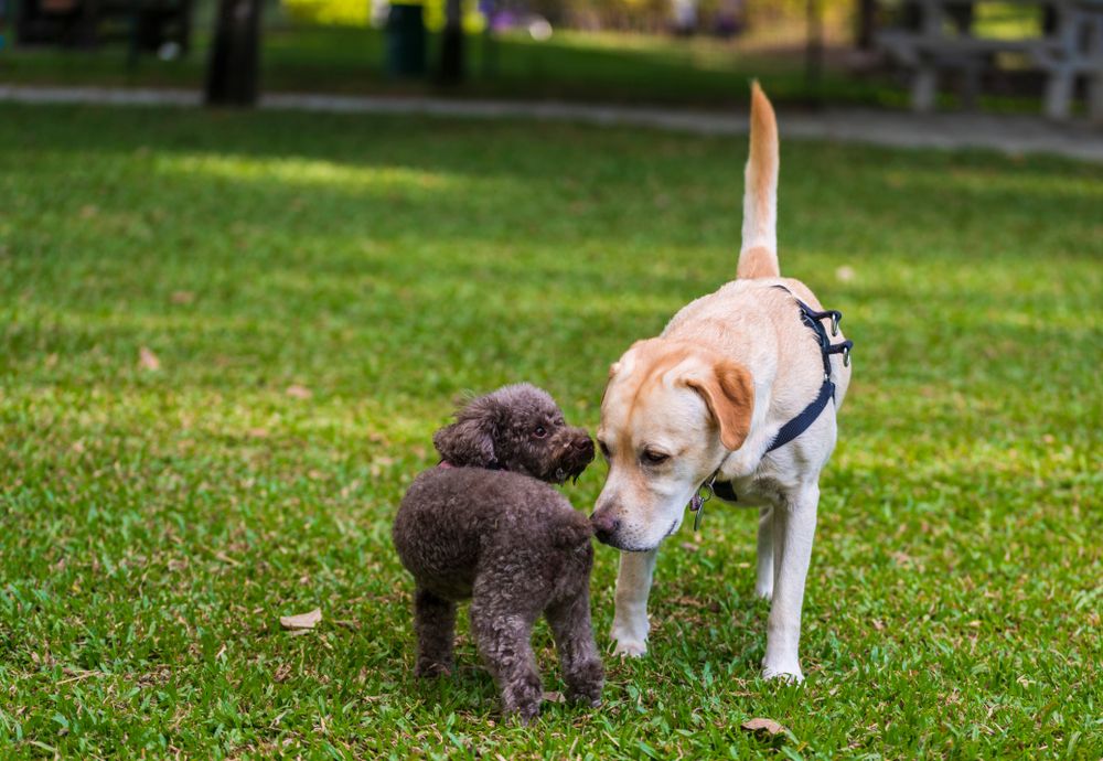 due cani che si annusano nel prato