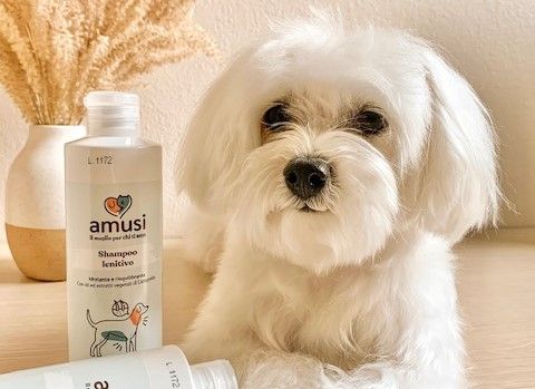 maltese con shampoo lenitivo amusi