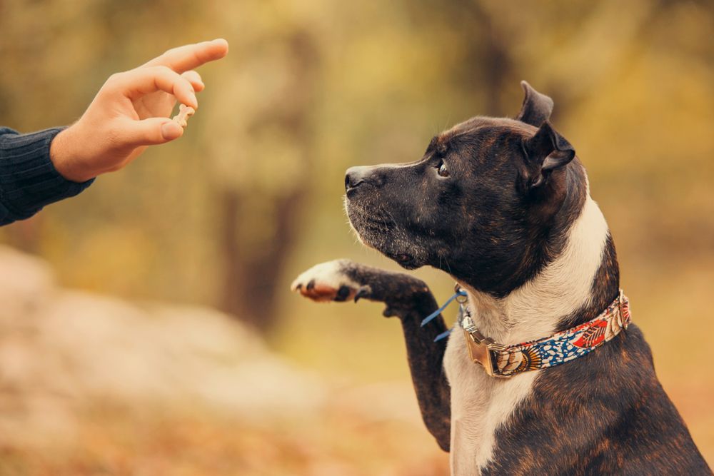 pitbull aspetta ricompensa dal padrone