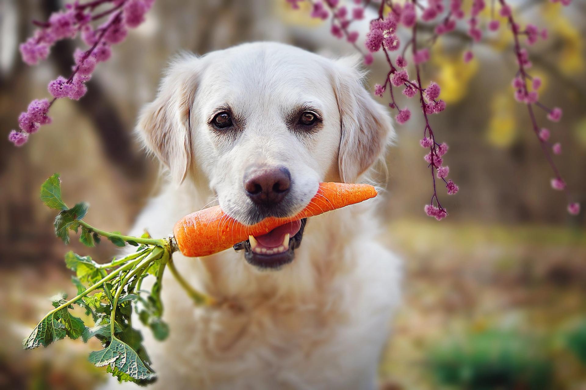 benefici verdura per il cane