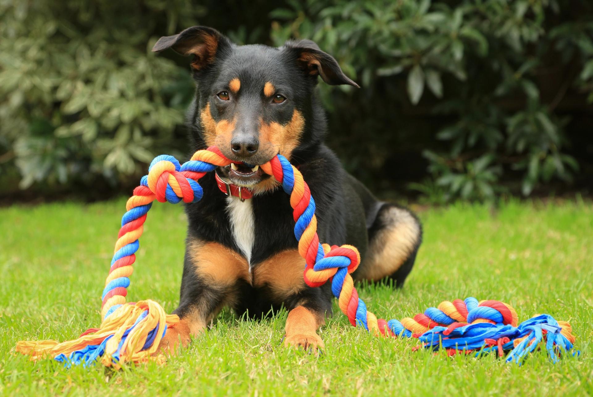 cane da pastore kelpie australiano