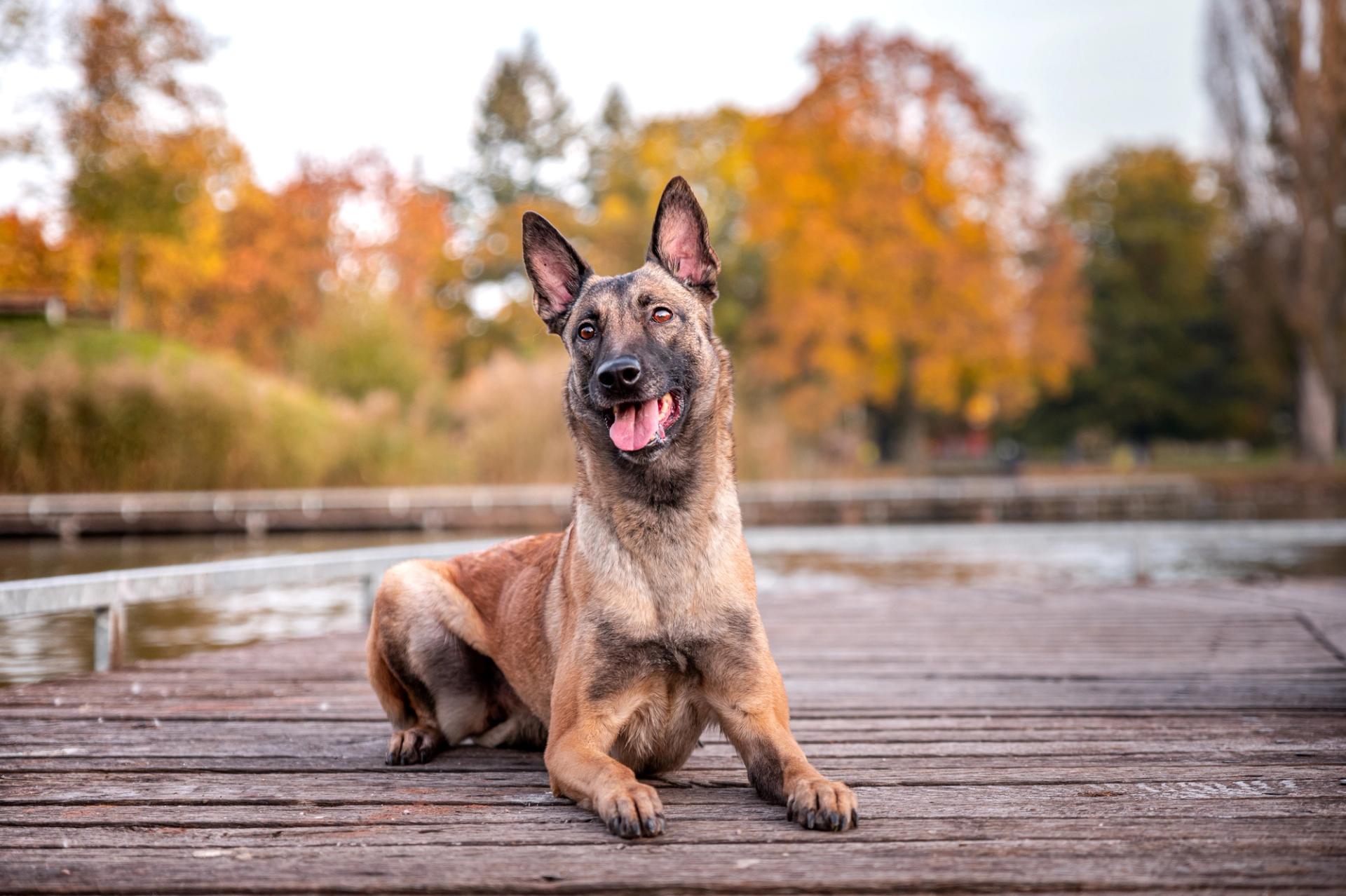 cane pastore malinois