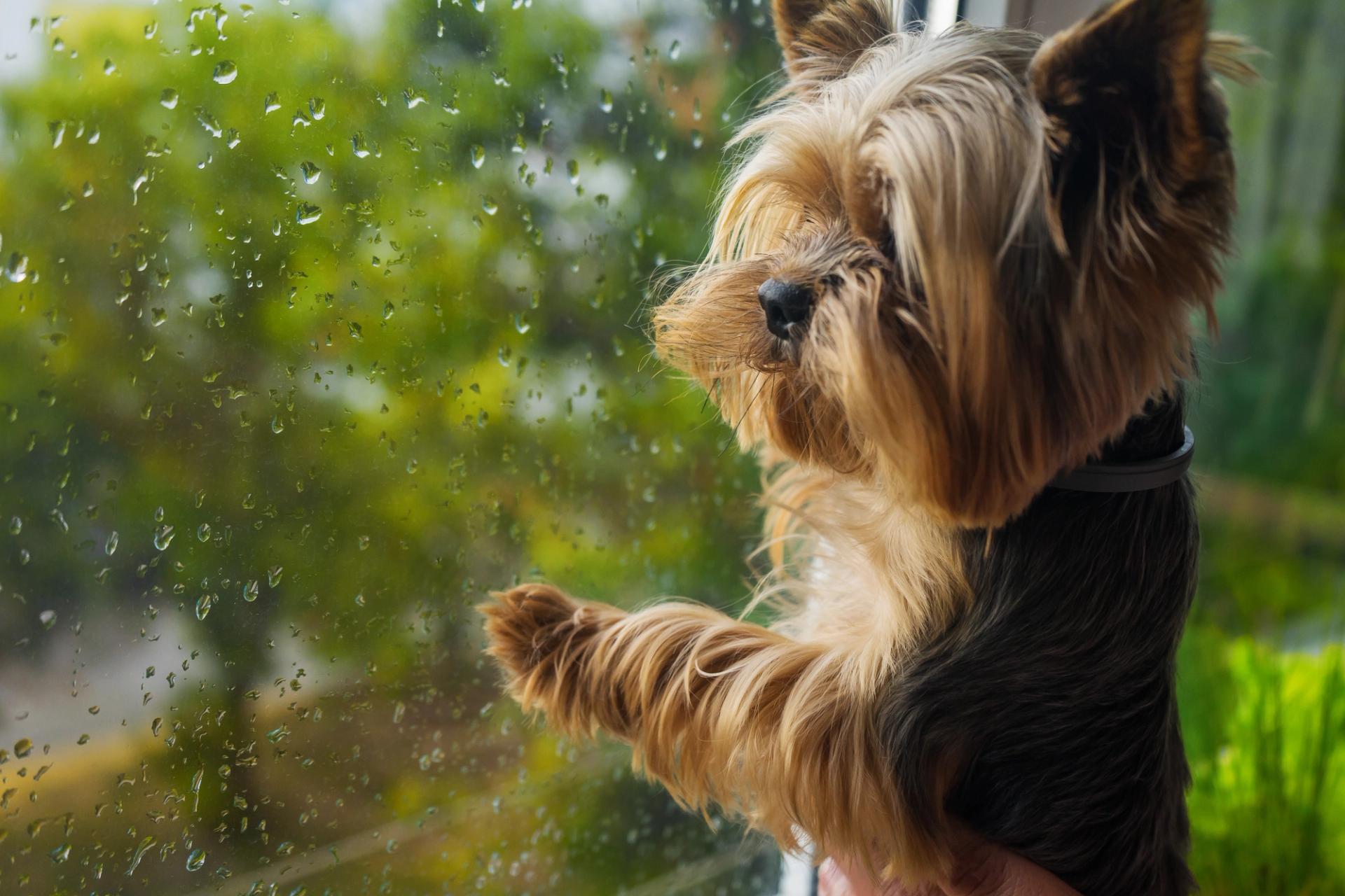 Yorkshire terrier alla finestra