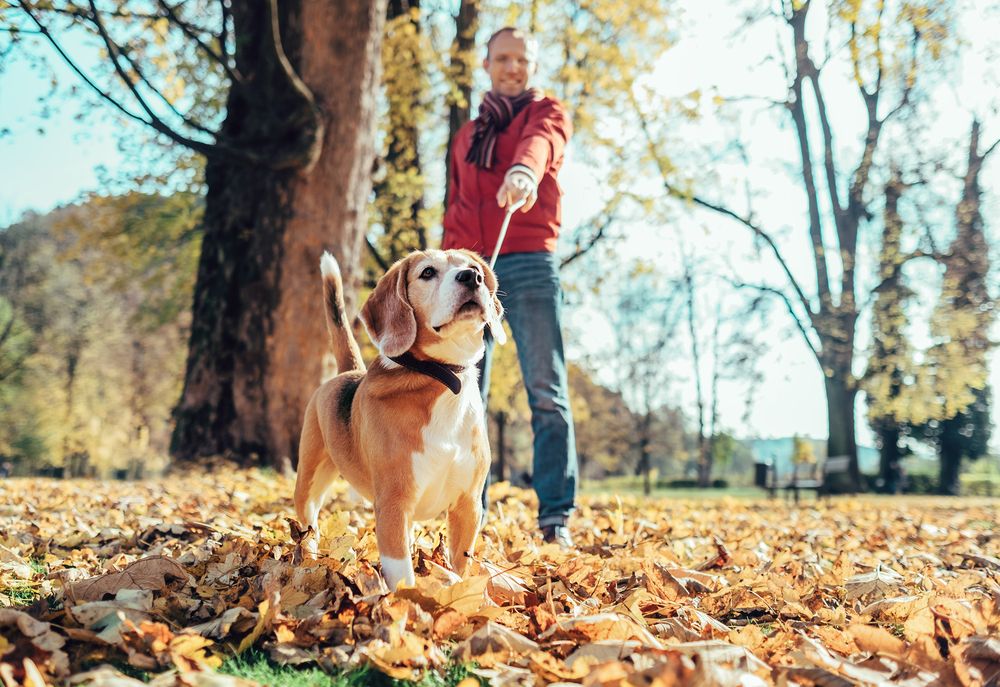 beagle al guinzaglio con il suo padrone