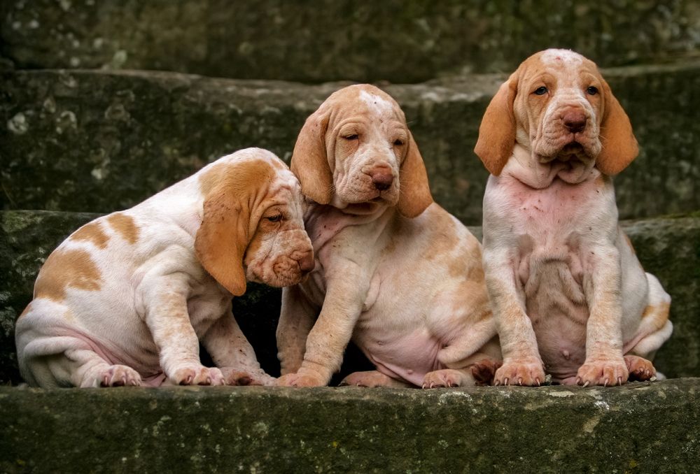 tre cuccioli di bracco italiano