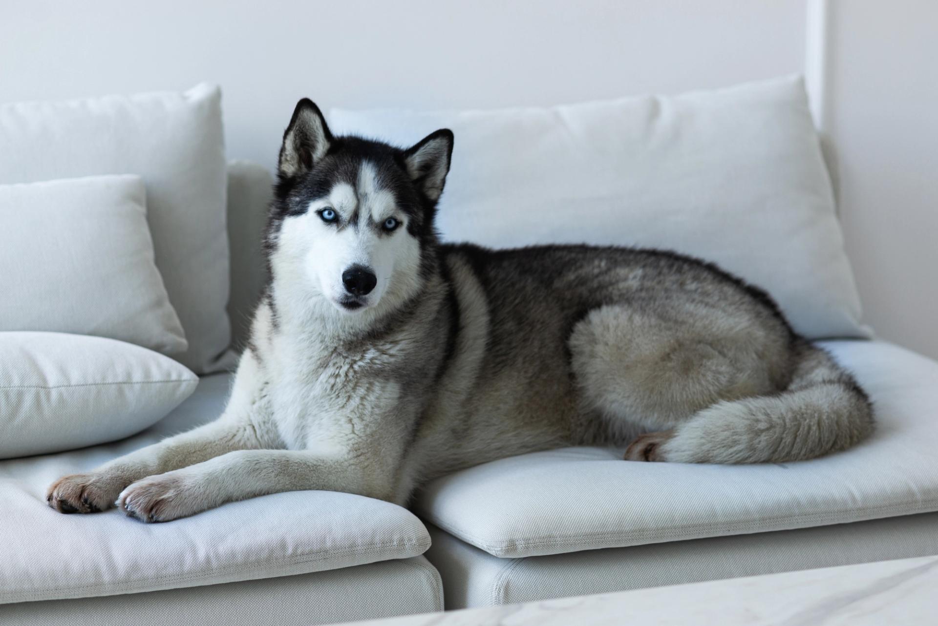 cane husky siberiano