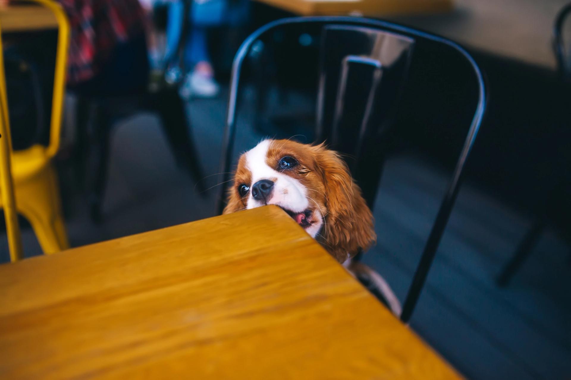 Simpatico cucciolo che rosicchia il tavolo di legno nel caffè della città