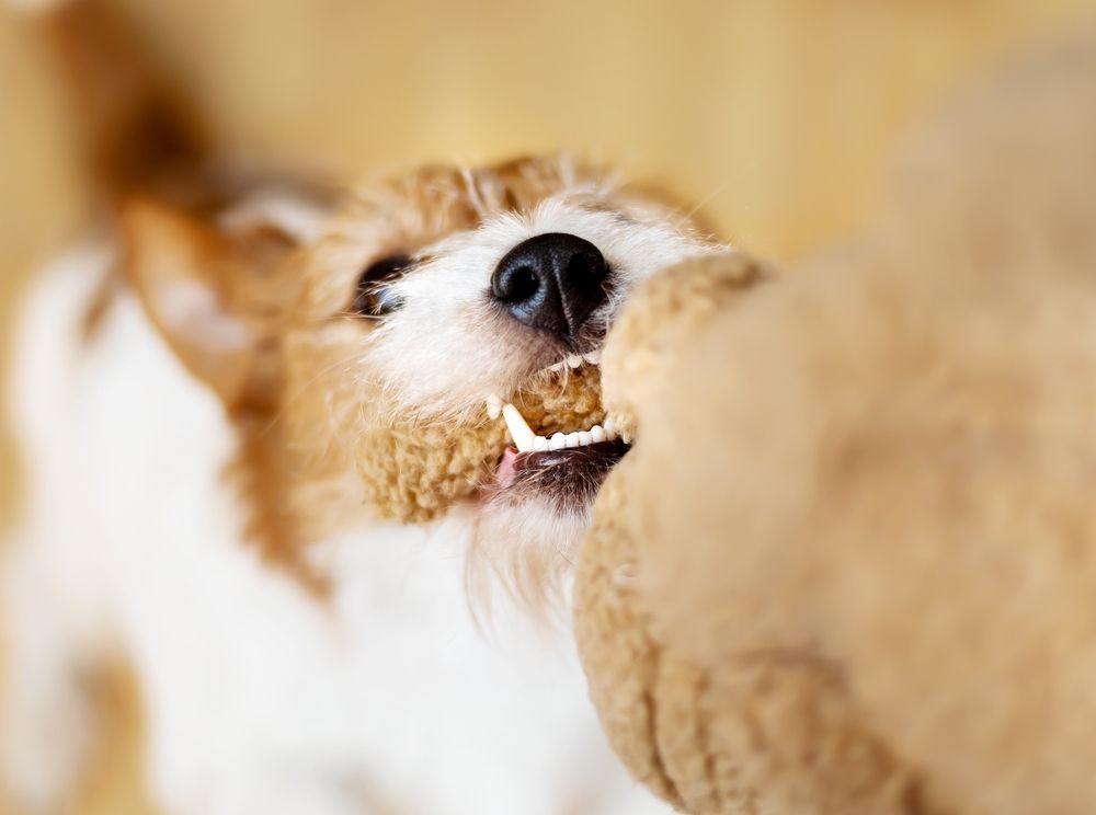 cane ringhia mentre gioca con pupazzo