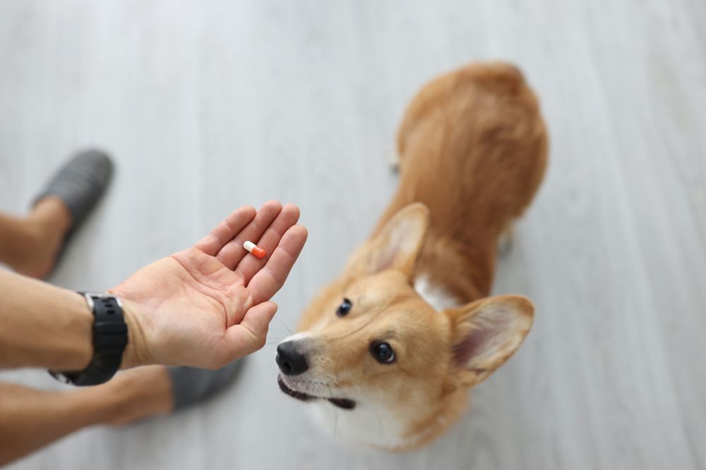 proprietario consegna la pillola al cane 