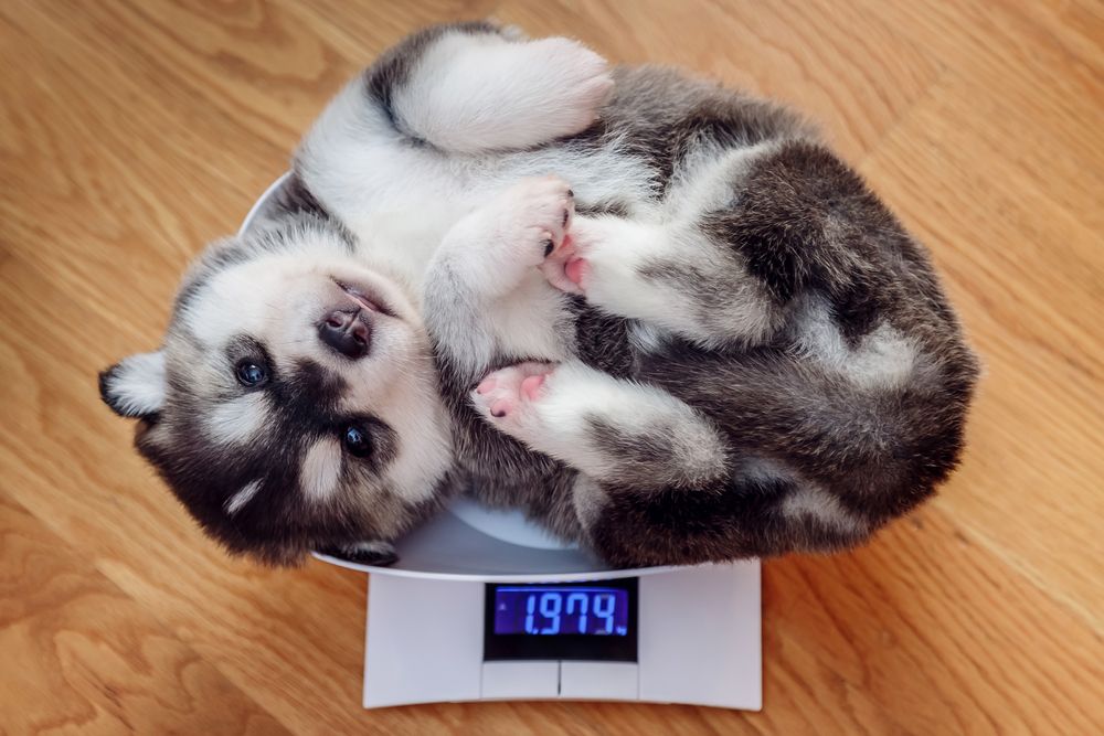 cucciolo di husky sulla pesa