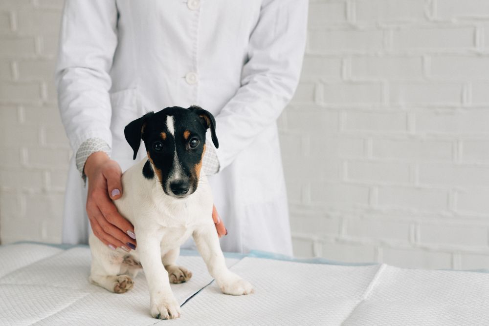 cucciolo dal veterinario