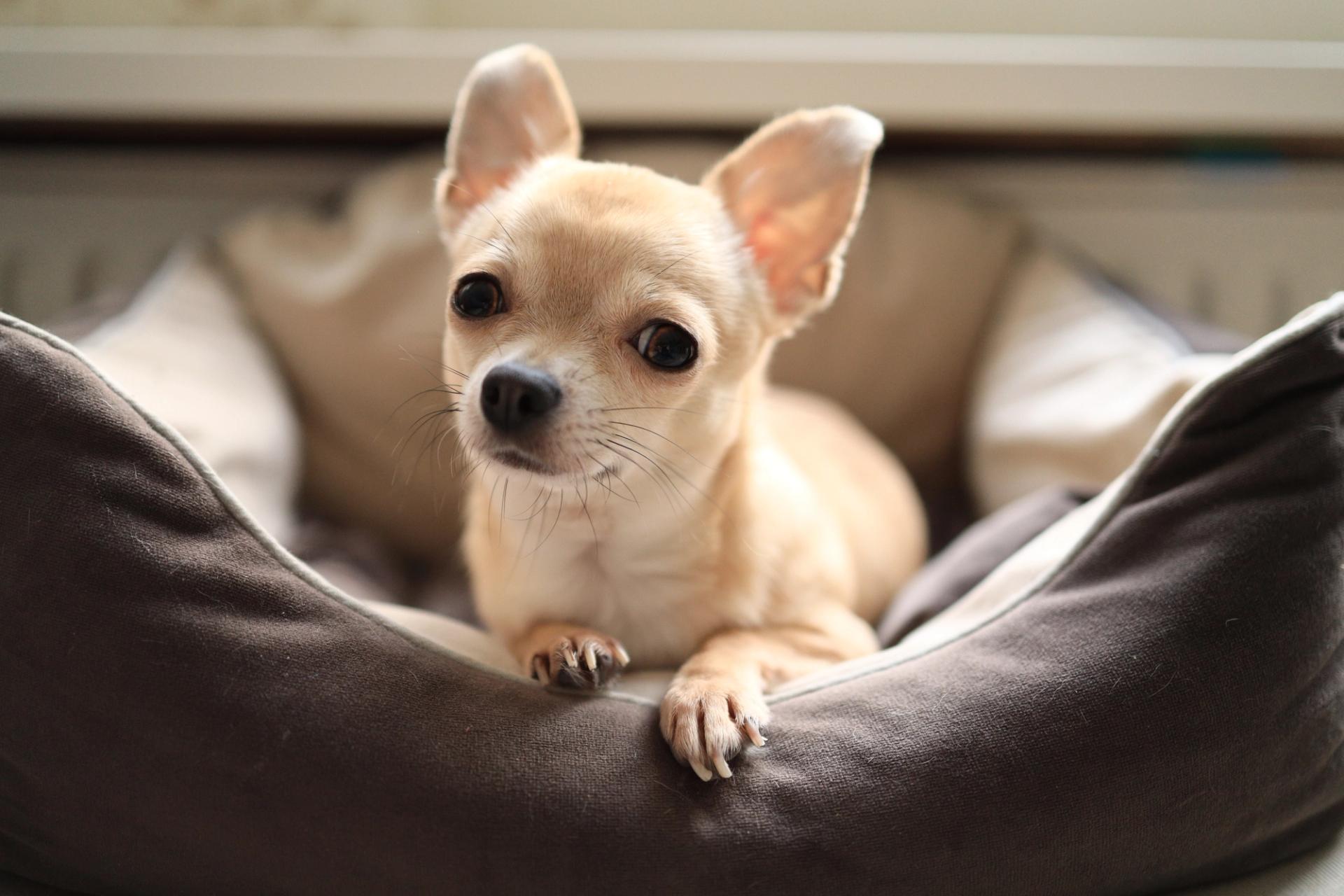 cane chihuahua