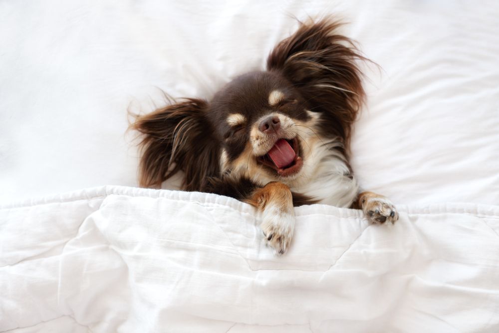 chihuahua dorme nel letto sbadigliando