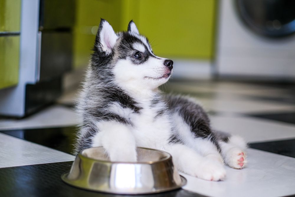 cucciolo di husky con zampa nella ciotola