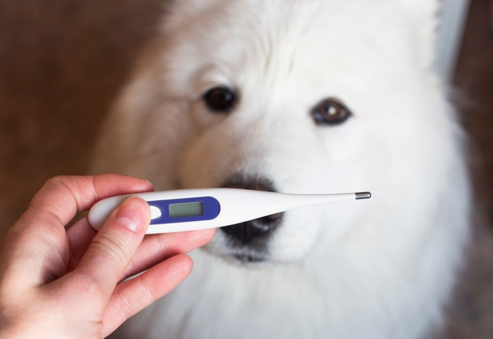 termometro per misurare la febbre al cane