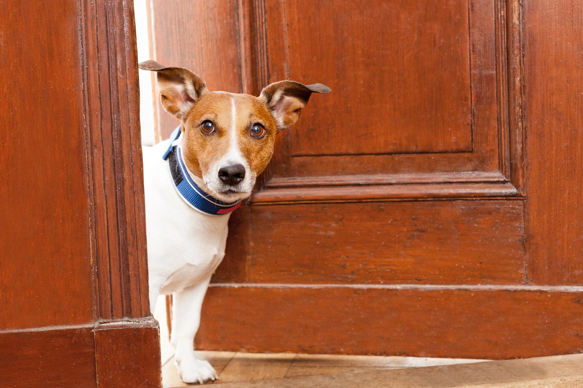 Come insegnare al tuo cane a non allontanarsi da te?