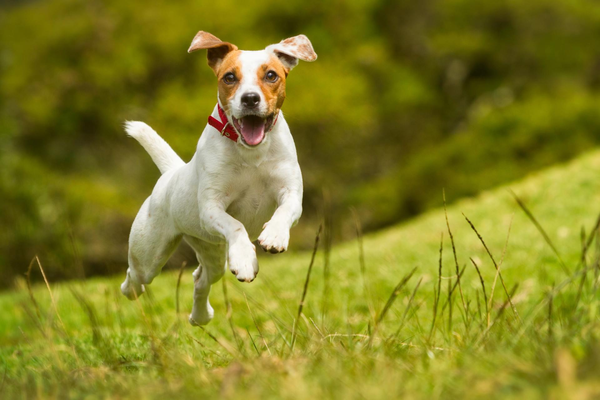 un cane che saltella felicemente