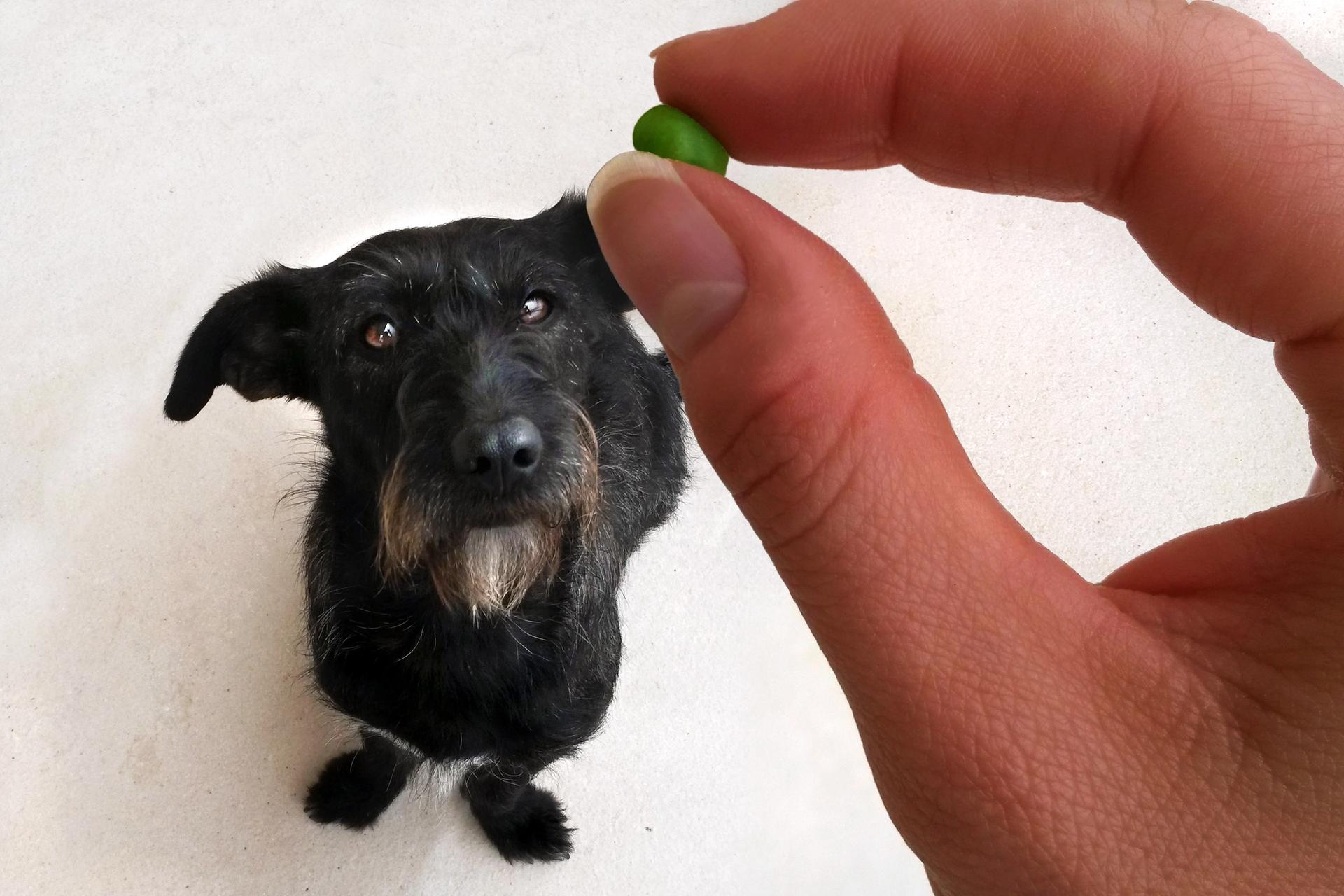 cane che guarda un pisello