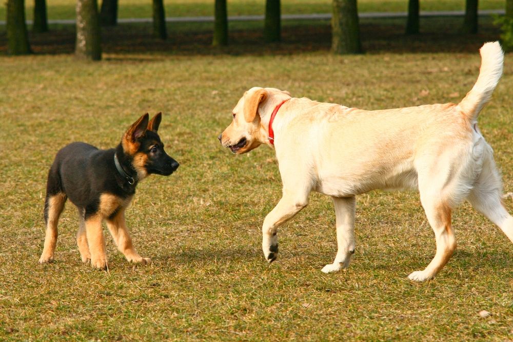 Cucciolo di pastore tedesco che gioca con un golden retriever