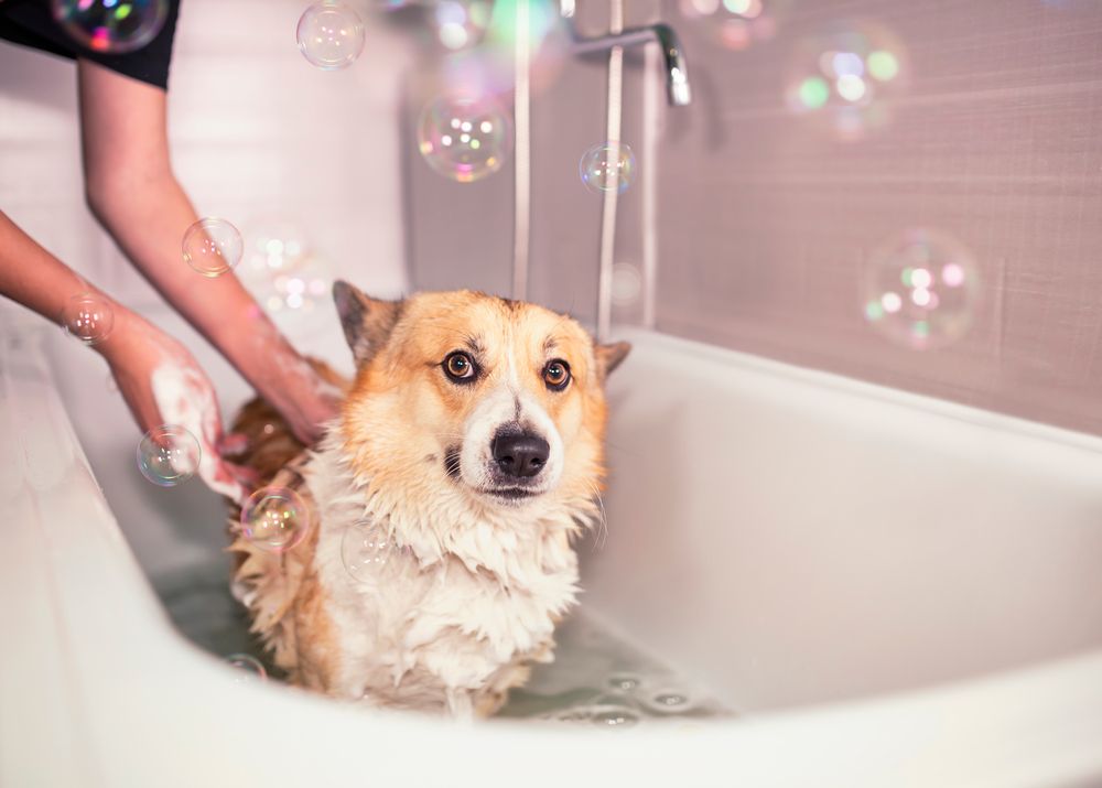 cane nella vasca coperto di schiuma