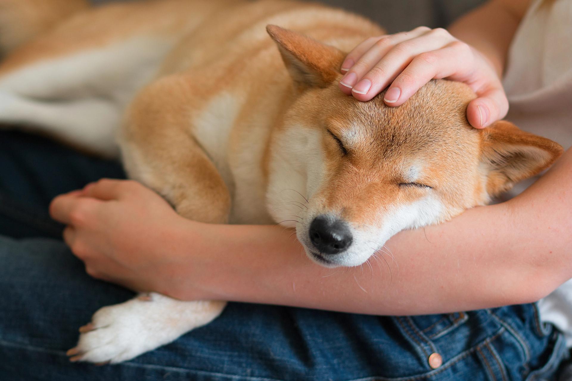 coccole al cane shiba inu