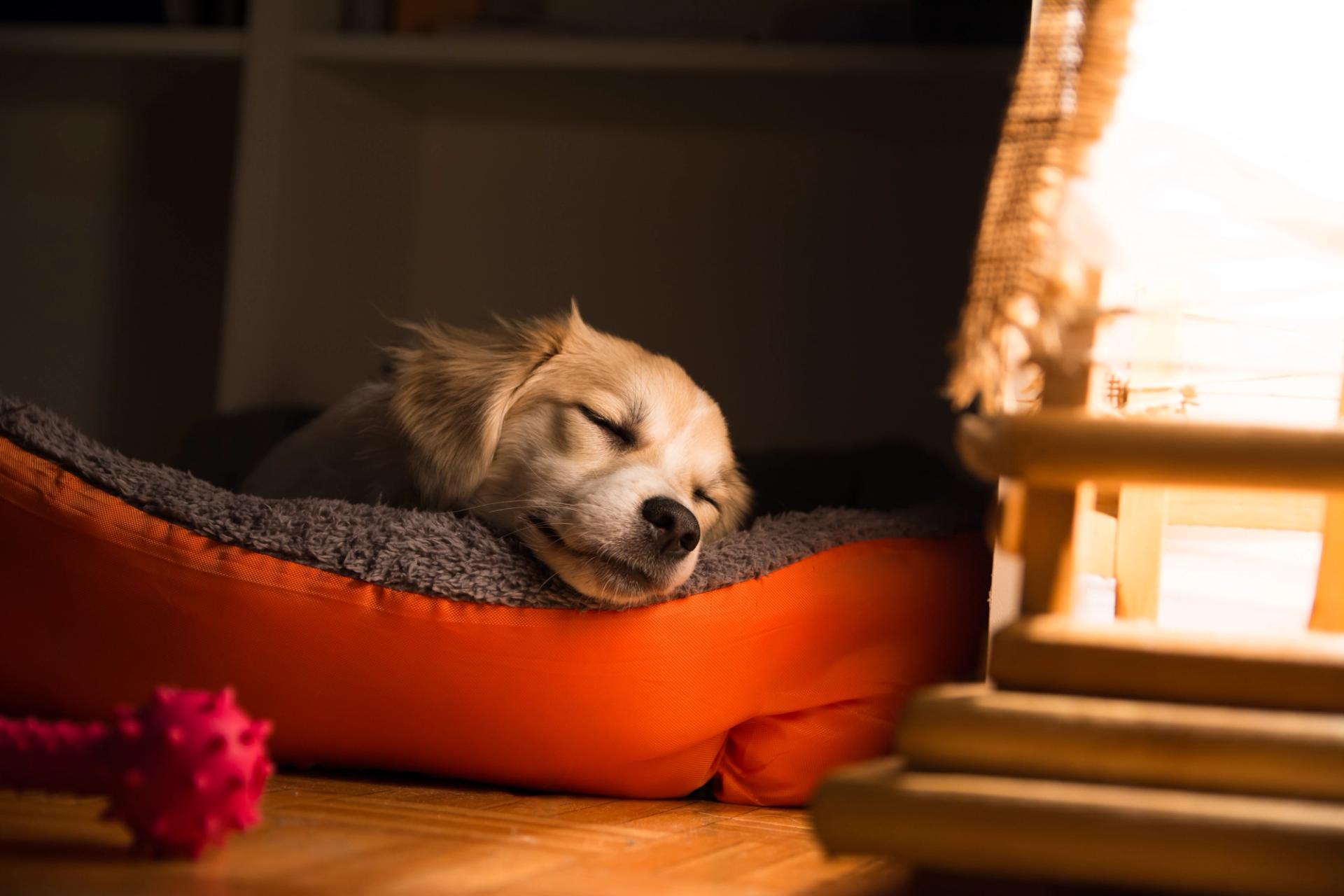 Cane che dorme nella sua tana arancione vicino alla luce notturna
