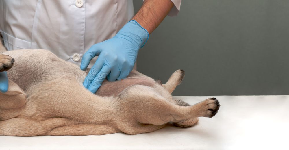 veterinario visita cane a pancia in su