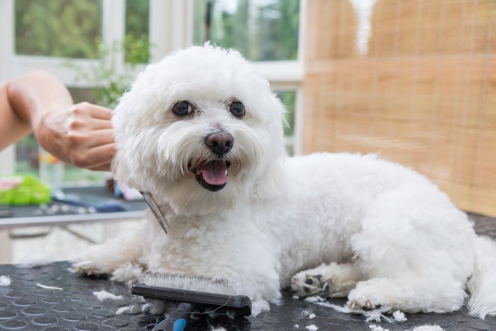 toelettatura di un cane bolognese