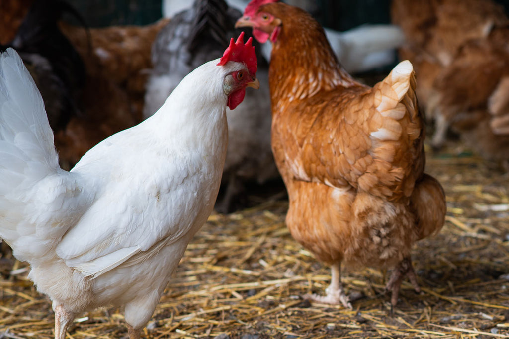 Thorpe Farms Chickens