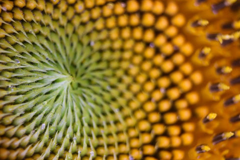 Mark Pampling Floral Designer Fibonacci Thinking: The 3:5:8 Principle - Sunflower