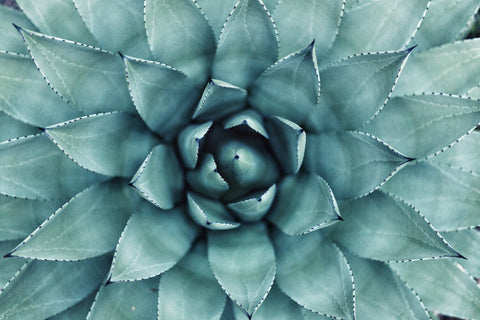 Mark Pampling Floral Designer Fibonacci Thinking: The 3:5:8 Principle - Agave, Succulent