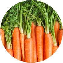 Daucus Carota Sativa (Carrot) Root Extract