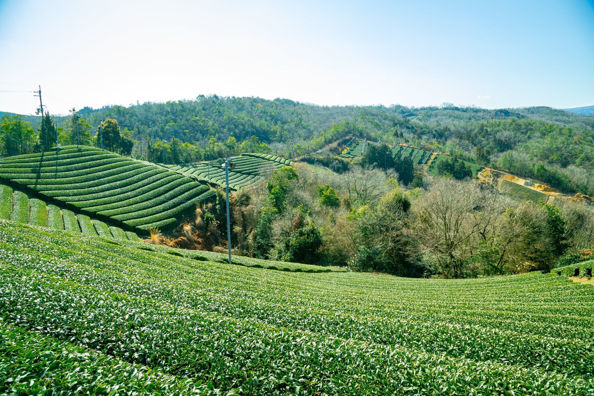 南山城村の茶畑