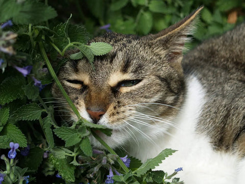 catnip