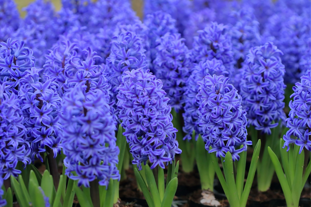 Piante con fiore blu: 5 varietà per casa e giardino - Simegarden 1