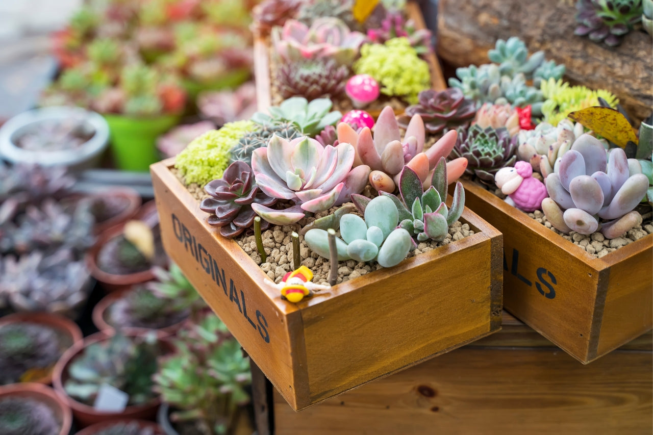 Vendita piante grasse e succulente online