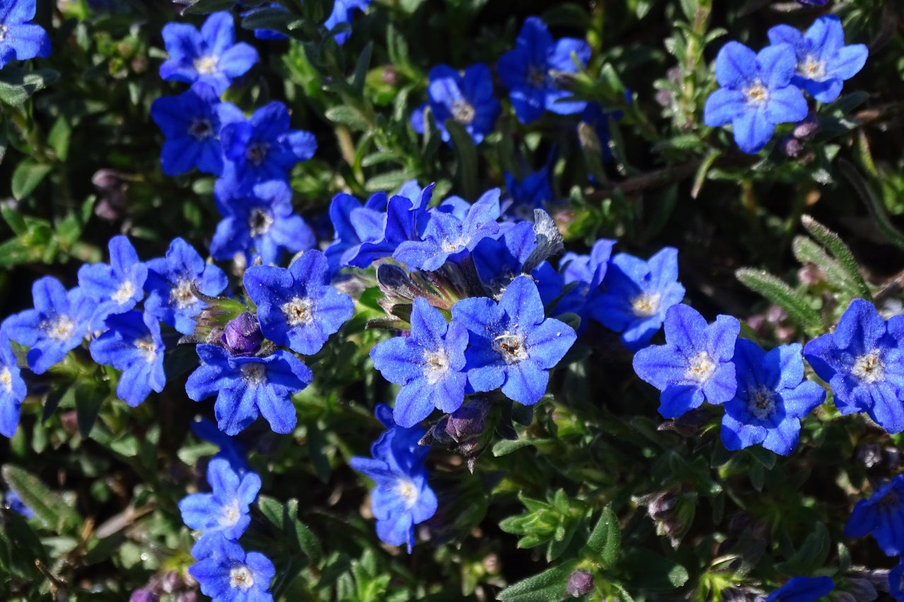 Piante con fiore blu: 5 varietà per casa e giardino - Simegarden 2