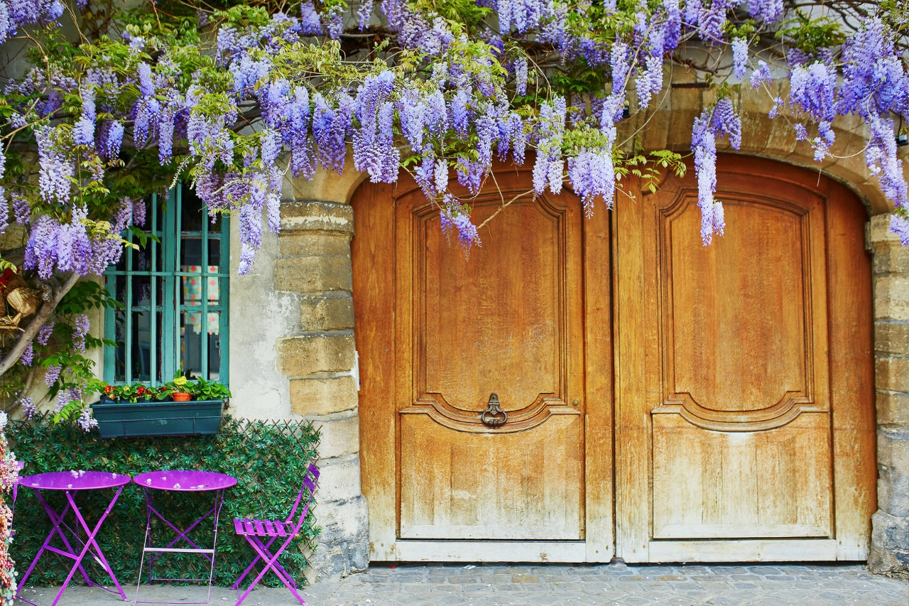 Piante ornamentali per interno e per esterno 4