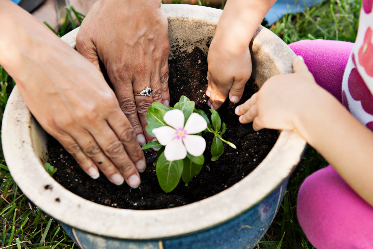 Piante primaverili: 5 per colorare il balcone e il giardino - Simegarden 7