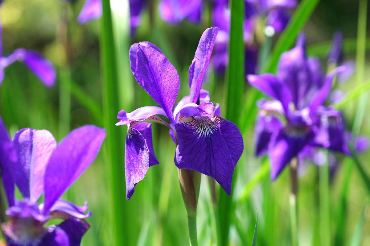 Piante con fiore blu: 5 varietà per casa e giardino - Simegarden 5