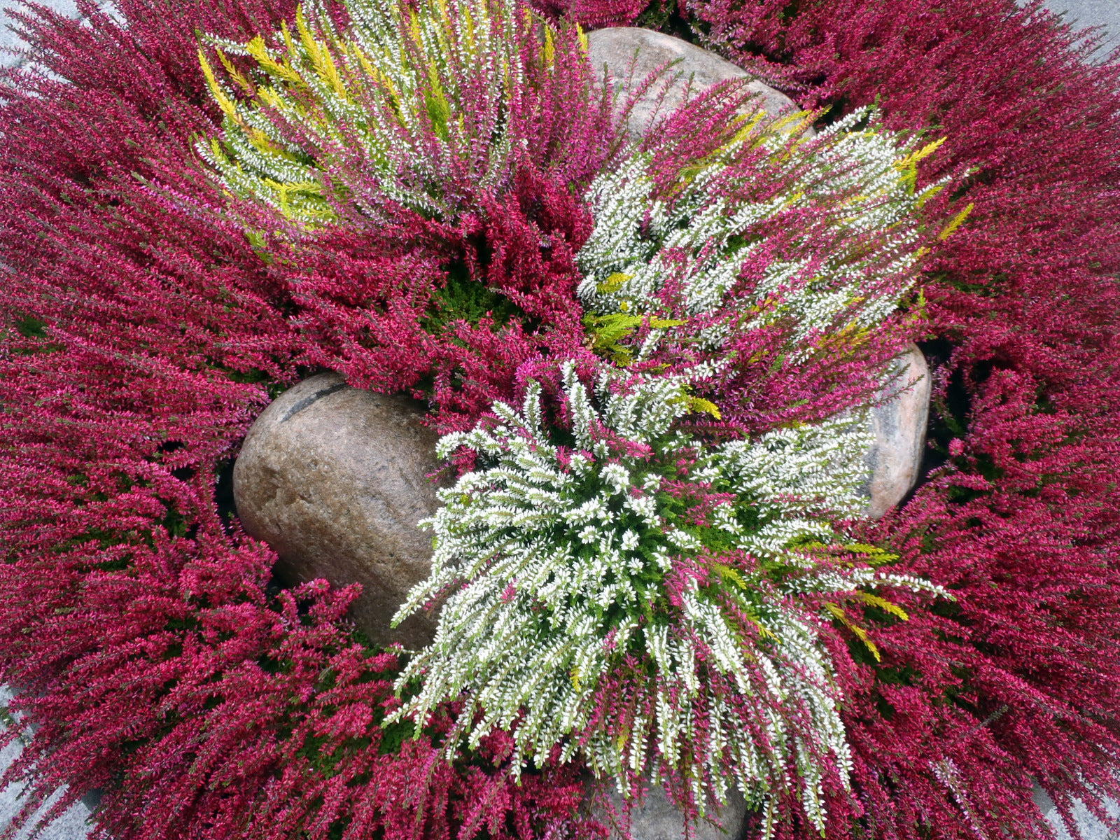 Piante invernali da esterno in vaso: caratteristiche e varietà – Simegarden
