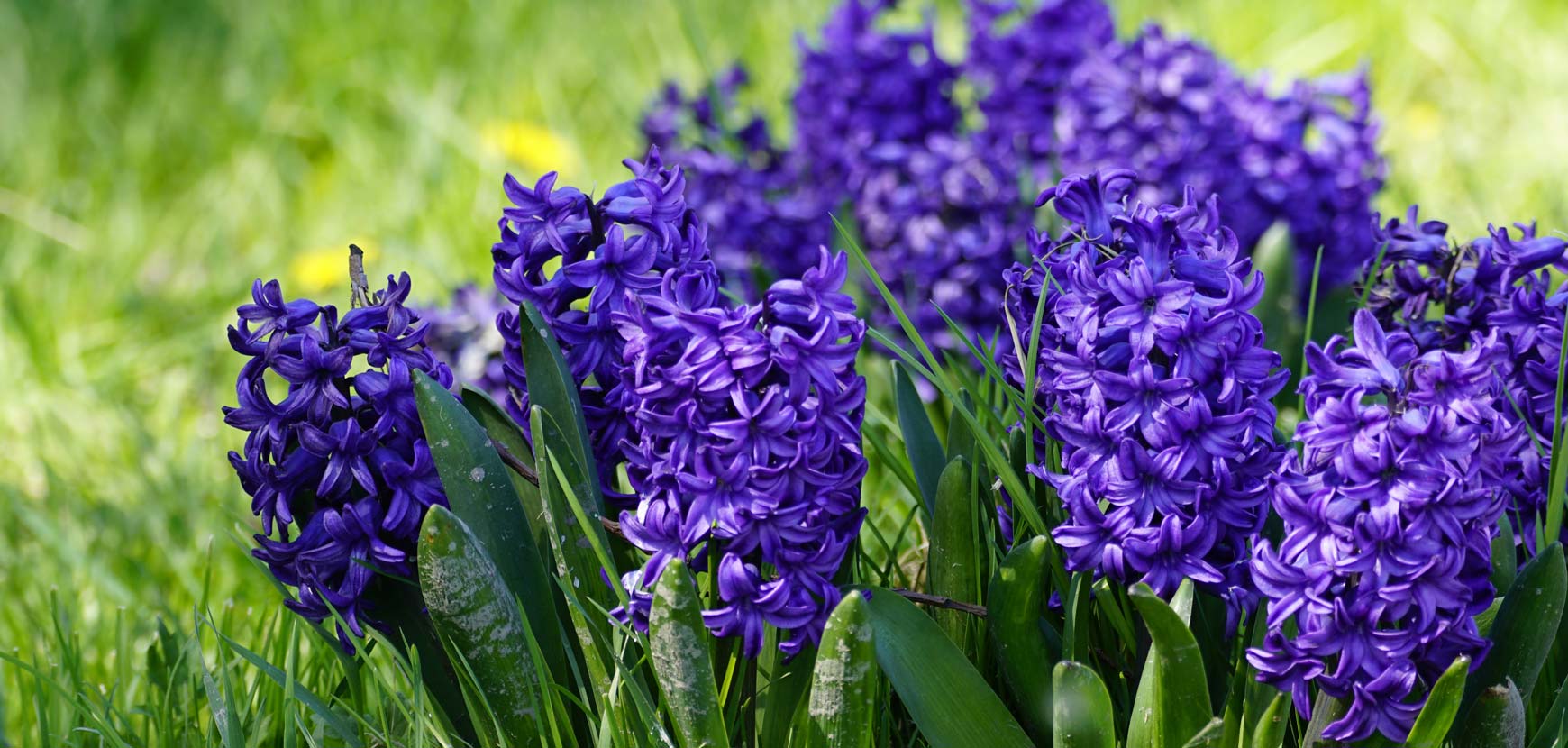 Piante con fiore blu: 5 varietà per casa e giardino - Simegarden 3