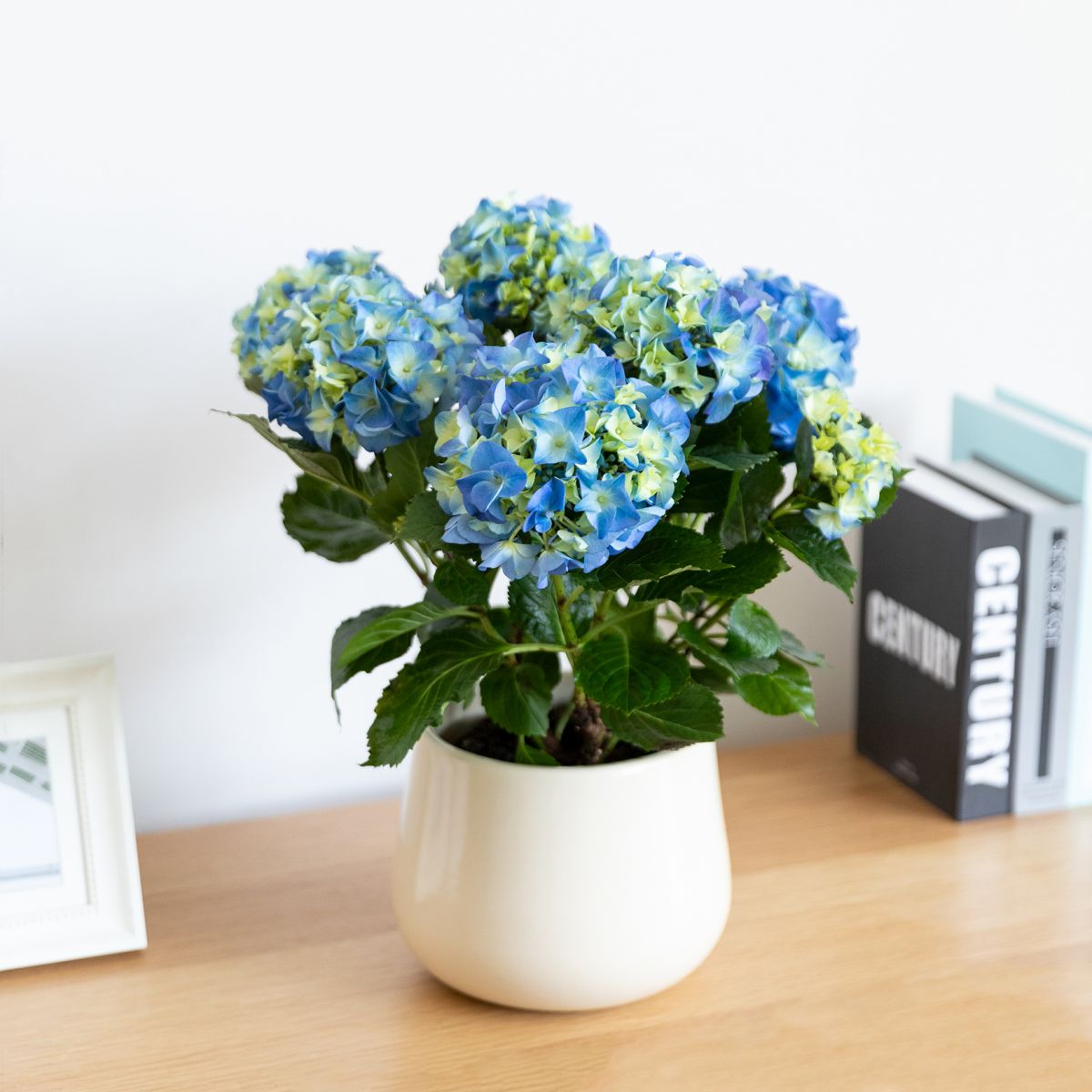 Piante con fiore blu: 5 varietà per casa e giardino - Simegarden 4