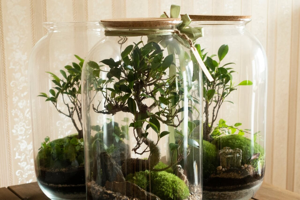 Le piante in vasi di vetro e in bottiglia