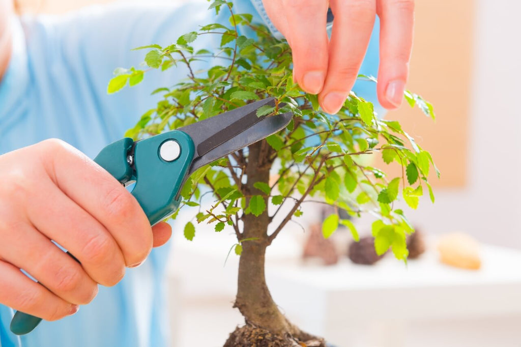 Piante bonsai: quali sono e come prendersene cura – Simegarden